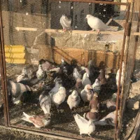 کبوتر تهرانی شهرستانی سرور،کله ماستی،قرمز|پرنده|فردیس, فردیس|دیوار