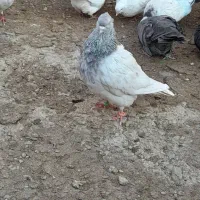 چند جفت کبوتر فروشی|پرنده|جیرفت, |دیوار