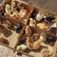 جوجه‌اردک محلی‌ کاکلی‌ گردن‌ لخت‌ لهستانی بوغلمون‌