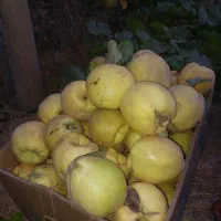 به درشت و لوکس