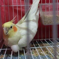 طوطی عروس هلندی گمشده