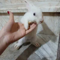 خرگوش|موش و خرگوش|گرگان, |دیوار