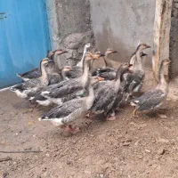 فروش غاز محلی ۷ عدد زیر قیمت|پرنده|نیر (اردبیل), |دیوار