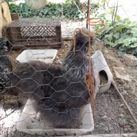 مرغ تخم گذار ابریشم