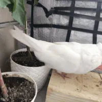 نروماده مولد با جوجه ها، سفید نوک جمع کاکلی قدبلند