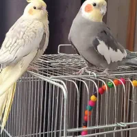 سه عدد عروس هلندی . همراه قفس و لوازم