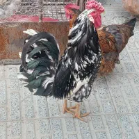 خروس چل جول