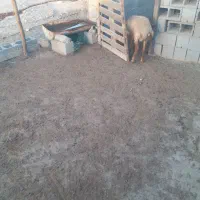 بره نر|حیوانات مزرعه|تخت, |دیوار