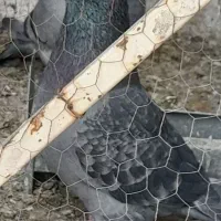 کفتر پرشی|پرنده|قم, ولیعصر|دیوار