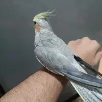 عروس هلندی|پرنده|گلستان (تهران), |دیوار