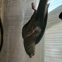 طوطی گرینچیک گمشده|حیوانات|شیراز, بریجستون|دیوار