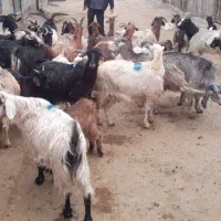 بز ۲۴ تا بزغاله ۱۸ تا جمع کل همشو ۳۰۰۰۰۰۰۰۰ تومان