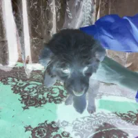 ۴ عدد توله پا کوتاه اش اشپیدس|سگ|مشهد, عبادی|دیوار