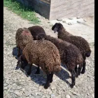 بره