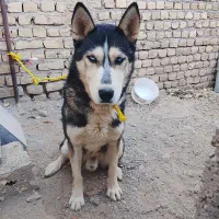 سلام سگه هاسکی اگ کسی جایی نگهداری داشت تماس بگیر