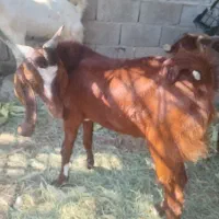 فروش چپشت سرحال چاق