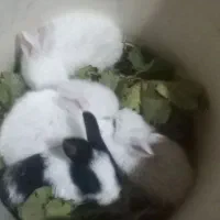 بچه خرگوش|موش و خرگوش|آزادشهر, |دیوار