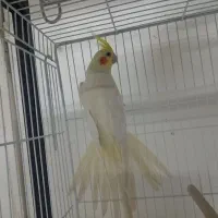 عروس هلندی نر