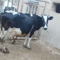 گاو  گوساله