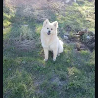 سگ پامرین|سگ|کرج, عظیمیه|دیوار