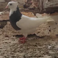 کفتر،کبوتر،طوقی ، امری