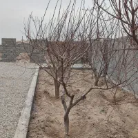 باغ-و-باغچه-300-متری-چسب-بافت-مدارک-کامل