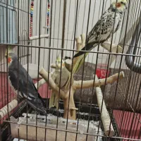 عروس هلندی گل باقالی مولد و جوجه