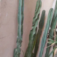 کاکتوس|گل و گیاه طبیعی|بندر کنگان, |دیوار