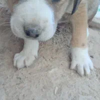 سگ کته|سگ|رامیان, |دیوار