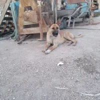 سگ ژرمن و گرگی