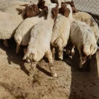 بره صادراتی