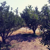 باغ 500 متری در یاغبستلو اهر|فروش دفتر صنعتی، کشاورزی، تجاری|اهر, |دیوار