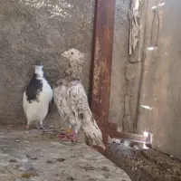 طوقی هفت رنگ کاکلی