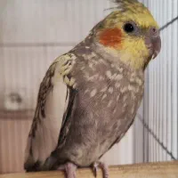 یک جفت عروس هلندی نر و ماده مولد با قفس|پرنده|پاکدشت, پاکدشت (مامازند)|دیوار