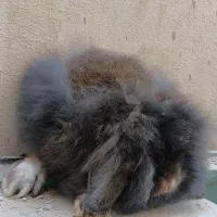 خرگوش لوپ|موش و خرگوش|بندر کنگان, |دیوار