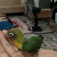 جوجه طوطی برزیلی