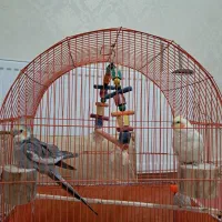یک جفت عروس هلندی ۶ماهه