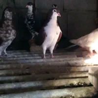 کبوتر رنگ|پرنده|سراوان, |دیوار