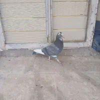 پلنگ.زرد|پرنده|رفسنجان, |دیوار