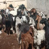 40تابز ترکی جوان یکدست آبستن 4تاکهردار جفت 35