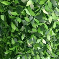 فنس برگ ریحون