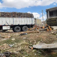 خریدار چوب درخت