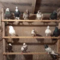 کبوتر|پرنده|رشت, نامجو|دیوار