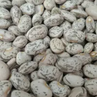 حبوبات لوبیا چیتی لوبیا قرمز نخود عدس لپه ماش شکر