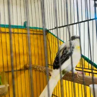 قناری|پرنده|بندر ماهشهر, |دیوار