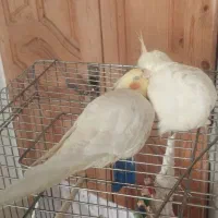 فروش یک جفت عروس هلندی لوتونیو|پرنده|سمنان, |دیوار