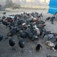 60عد بو قلمو|حیوانات مزرعه|هشترود, |دیوار