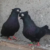 زاغ آبادانی خوشکل