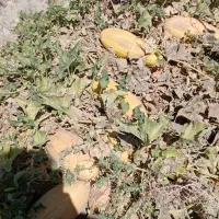 خربزه وازت برای گوسفند