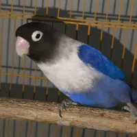 برزیلی ماده کاربنی وارداتی